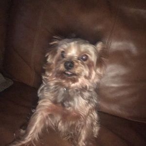 Meet your Posher, Lindsey